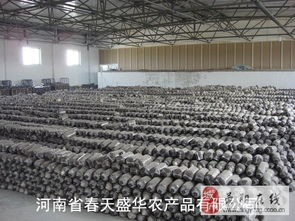 食用菌產(chǎn)業(yè)的全面服務(wù) 菌棒、菌袋、菌種及進(jìn)出口解決方案
