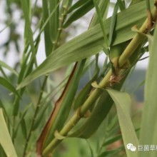 2018年食用菌菌種市場分析 價格、批發(fā)與進出口趨勢