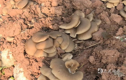 東興區(qū)精準(zhǔn)服務(wù)護(hù)航返鄉(xiāng)入鄉(xiāng)創(chuàng)業(yè)企業(yè)發(fā)展 以食用菌菌種進(jìn)出口專(zhuān)項(xiàng)行動(dòng)解民憂(yōu)