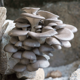 菌豐食用菌 平菇菌種購(gòu)買(mǎi)新指南與產(chǎn)業(yè)進(jìn)出口新出路