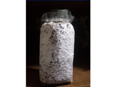 食用菌新秀 茶樹(shù)菇菌種的栽培技術(shù)與全球貿(mào)易現(xiàn)狀