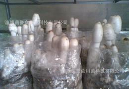 食用菌菌種供應(yīng)全攻略 從批發(fā)、價(jià)格到進(jìn)出口的詳細(xì)指南