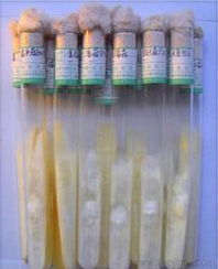 食用菌菌種市場(chǎng)供應(yīng)與價(jià)格指南 批發(fā)、進(jìn)出口一站式解析