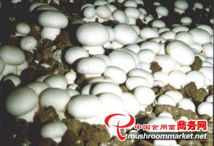 山東食用菌菌種進(jìn)出口 產(chǎn)業(yè)優(yōu)勢(shì)、政策機(jī)遇與市場(chǎng)前景